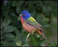 _7SB2728 painted bunting